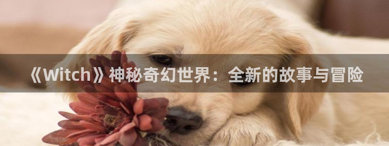 奇亿娱乐平台官网入口：《Witch》神秘奇幻世界：全新的故事